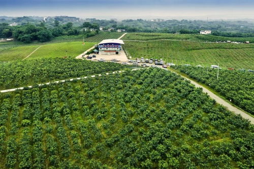 江津區(qū)：打造全國(guó)重要花椒集散地與交易中心，夯實(shí)種業(yè)根基