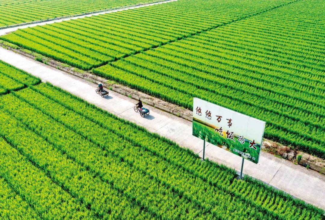 中國種業翻身仗 企業、育種與種子的三重挑戰