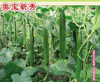 壽光萬盛種業(yè)推出新一代雜交膨瓜快抗病強(qiáng)口感好黃瓜種子