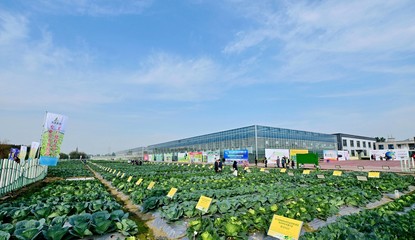 菜博會(huì)揭幕，中國南方蔬菜種業(yè)創(chuàng)新中心亮相，引領(lǐng)“菜立方”時(shí)代